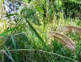 Trabalhadores trepando dentro bring off mato escondido dos patrões. - EXCLUSIVOS NO SHEER.COM malaysia cheerful porn star